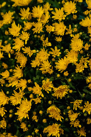 169_VVS4547
